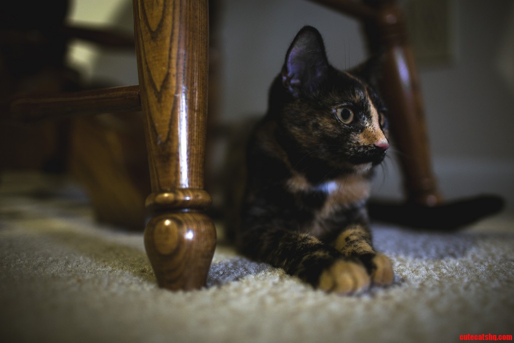 Sadie Likes to Sit Under Chairs.