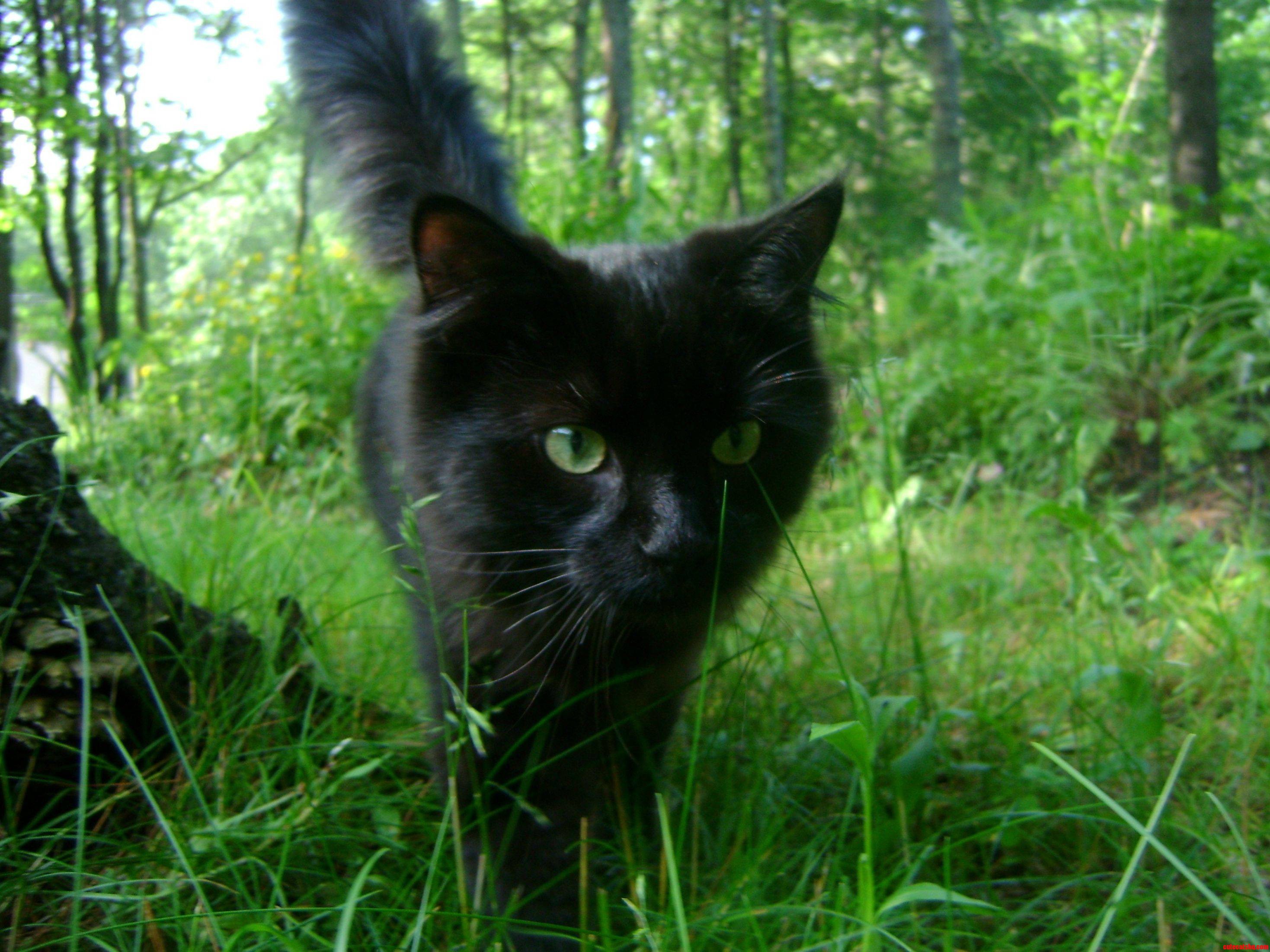 Samson Walking Through the Grass.