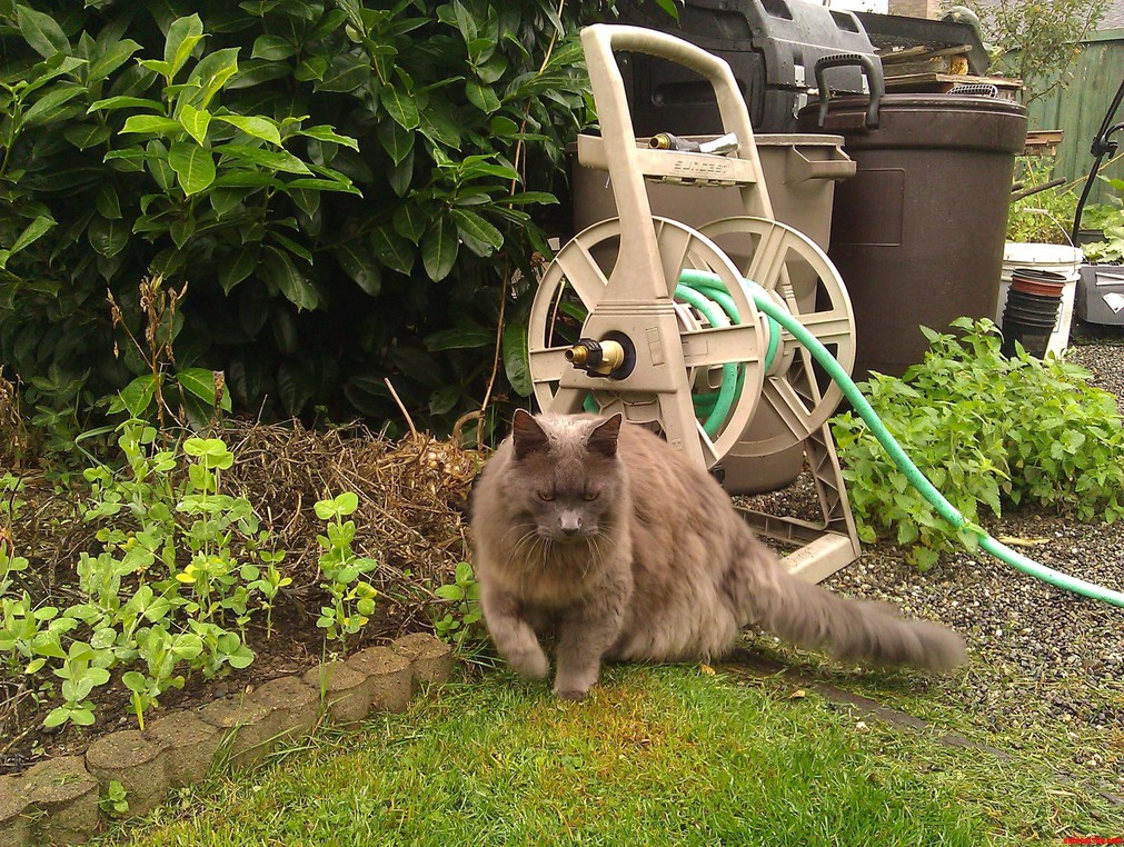 Sasha in the Backyard