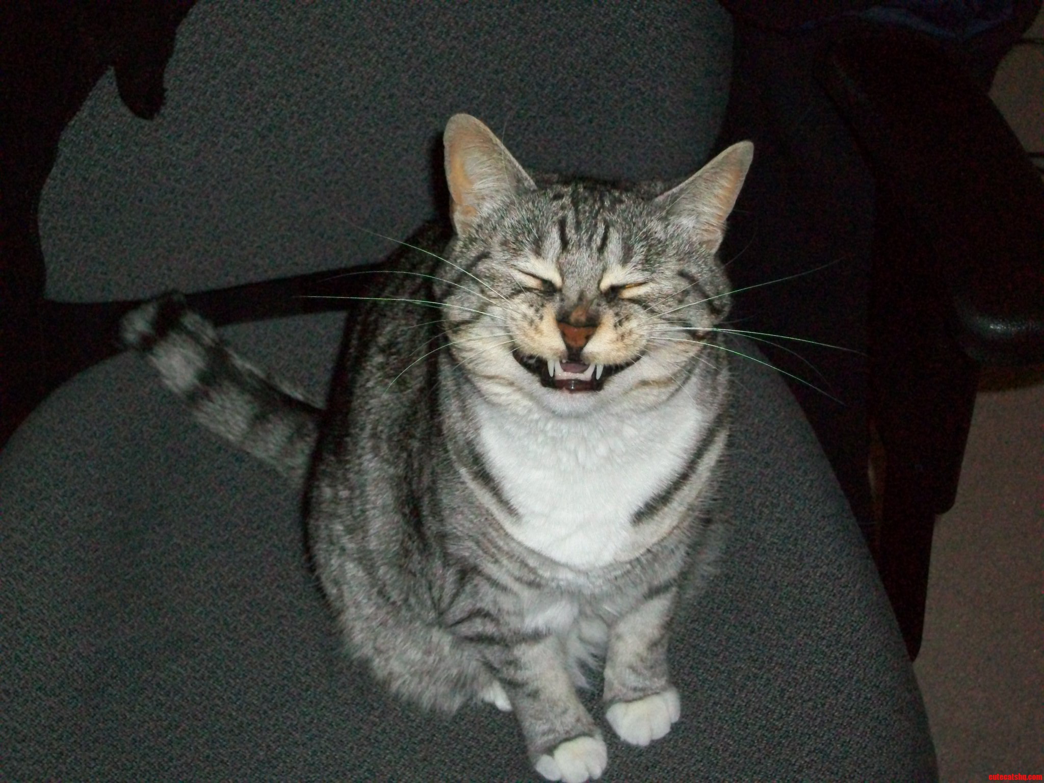 Say Cheese  Mid Sneeze