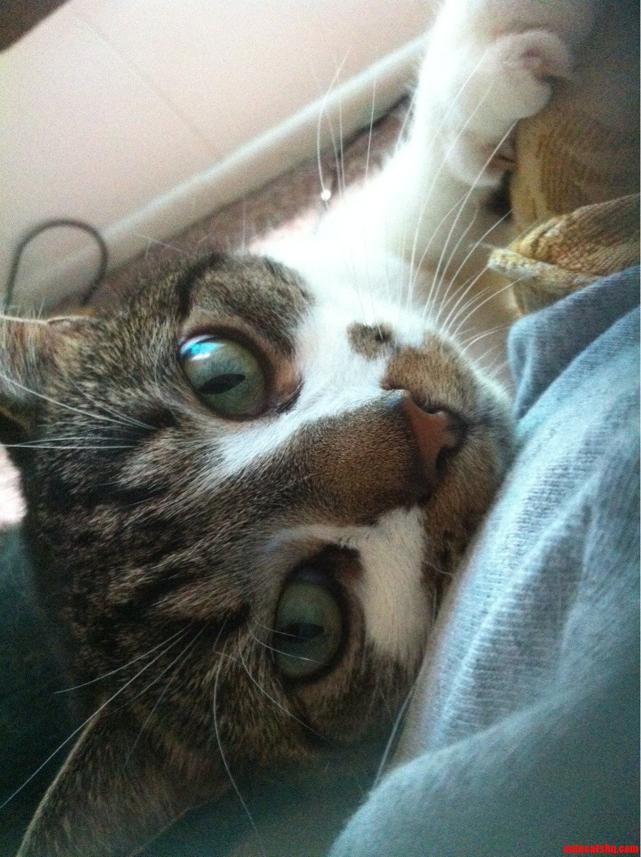 Scoopss Soulful Gaze.