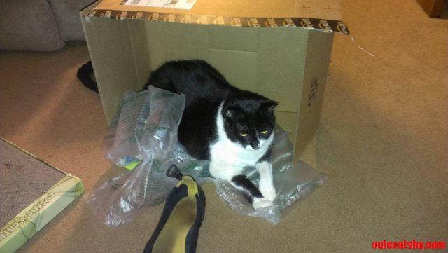 She Chose the Box the Catnip Scratcher Was Shipped in Over the Catnip Itself...