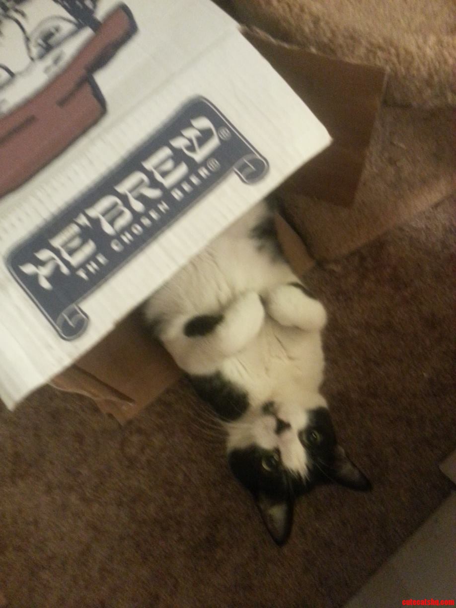 She Couldnt Understand That the Boxes Were for Moving and Not for Play Time