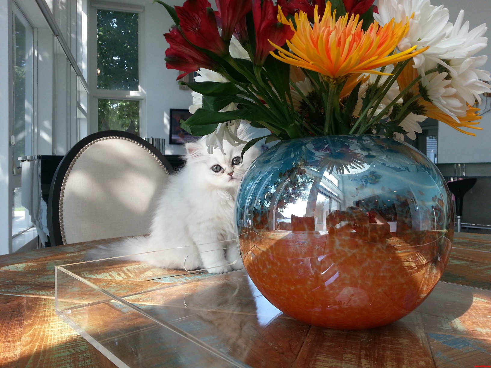 She Looks Too Purrfect