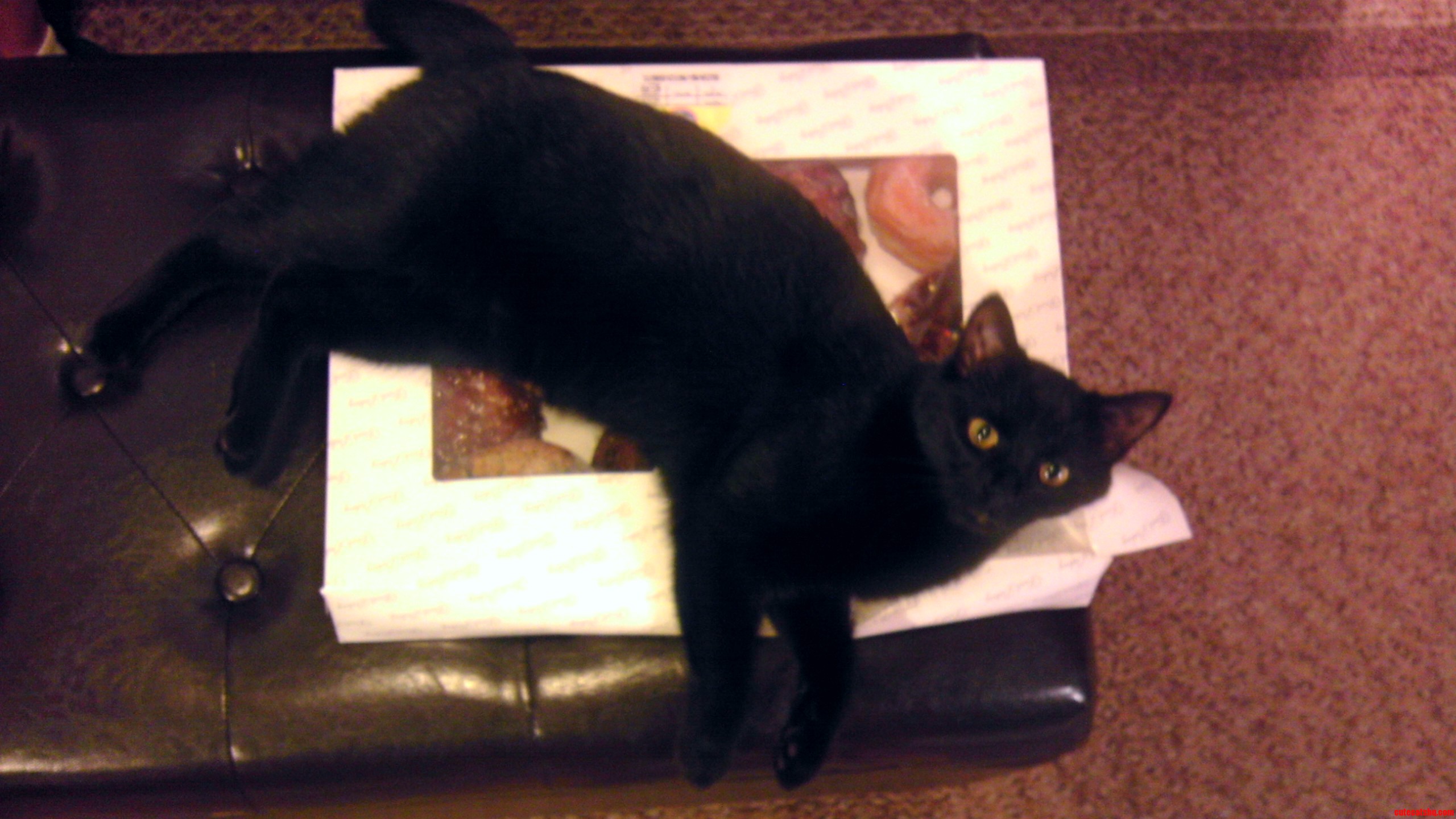 She Pretty Much Claimed My Doughnuts.
