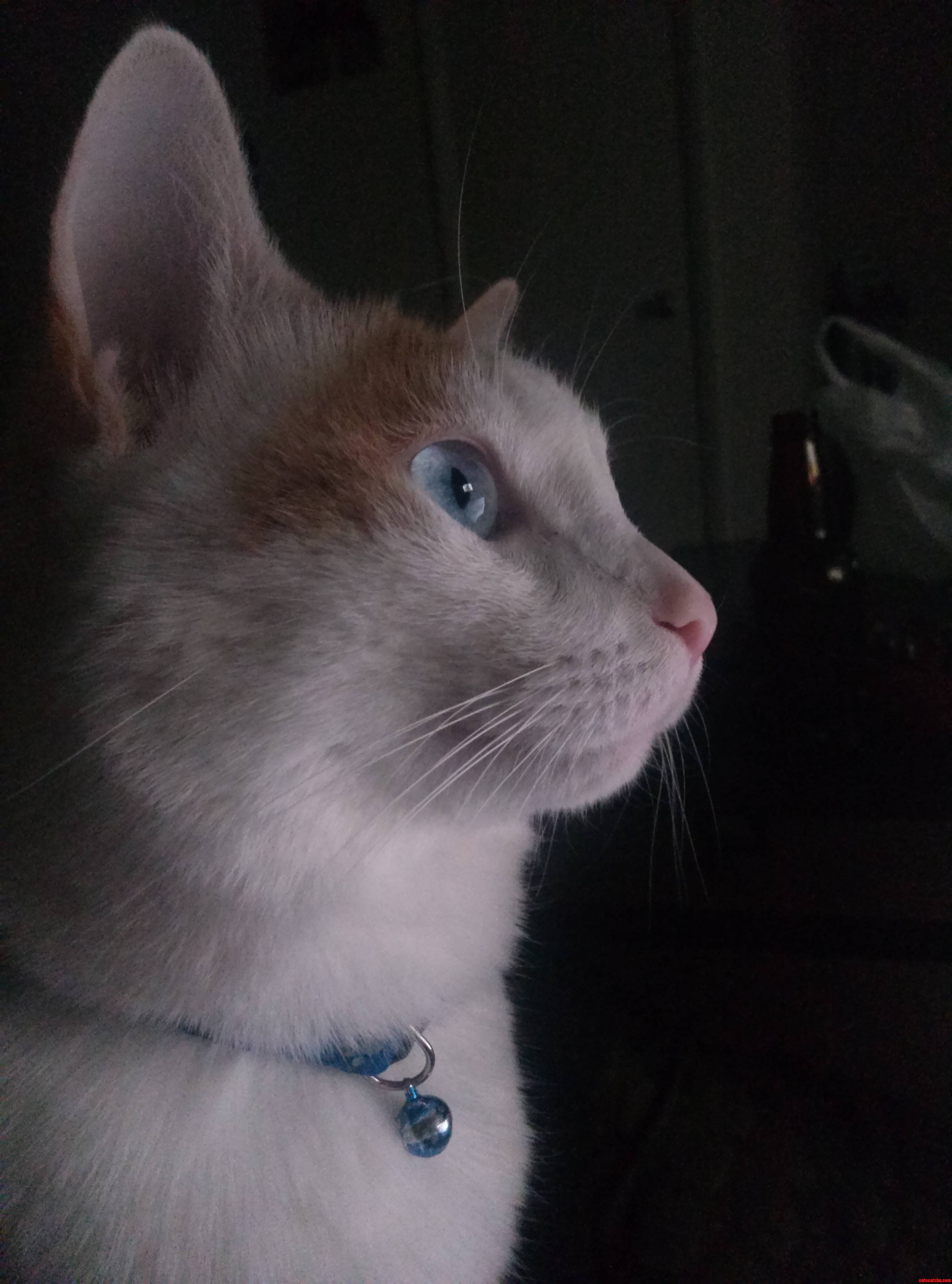 She Saw Another Kitty on Tv and I Noticed Just in Time. She Has the Most Beautiful Profile.