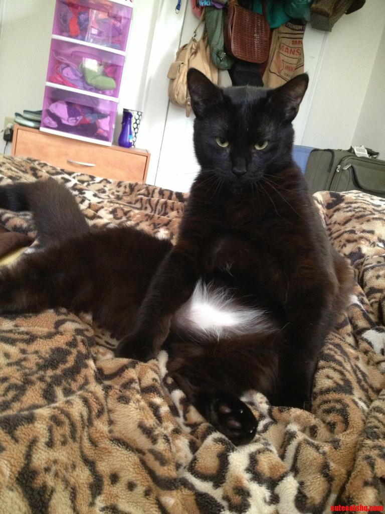 She Sits Like This Often  Shes Lazy and Adorable.