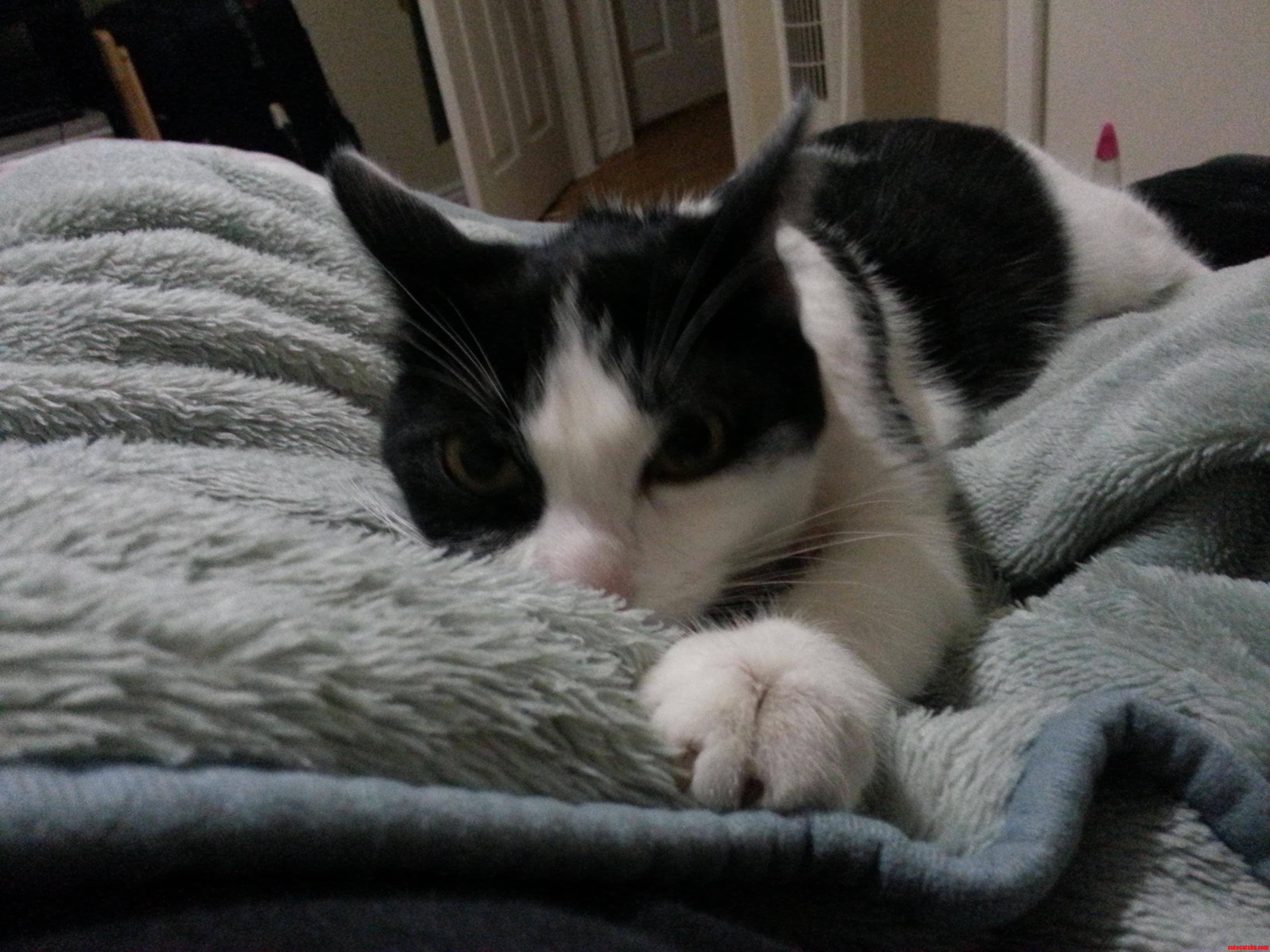 She Sucks on My Blanket Before She Sleeps.