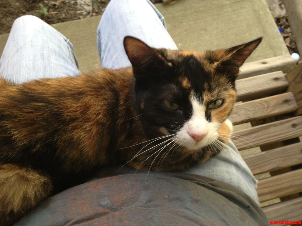 She Wanted to Know Why I Quit Petting Her to Take This Pic.....meet Cake