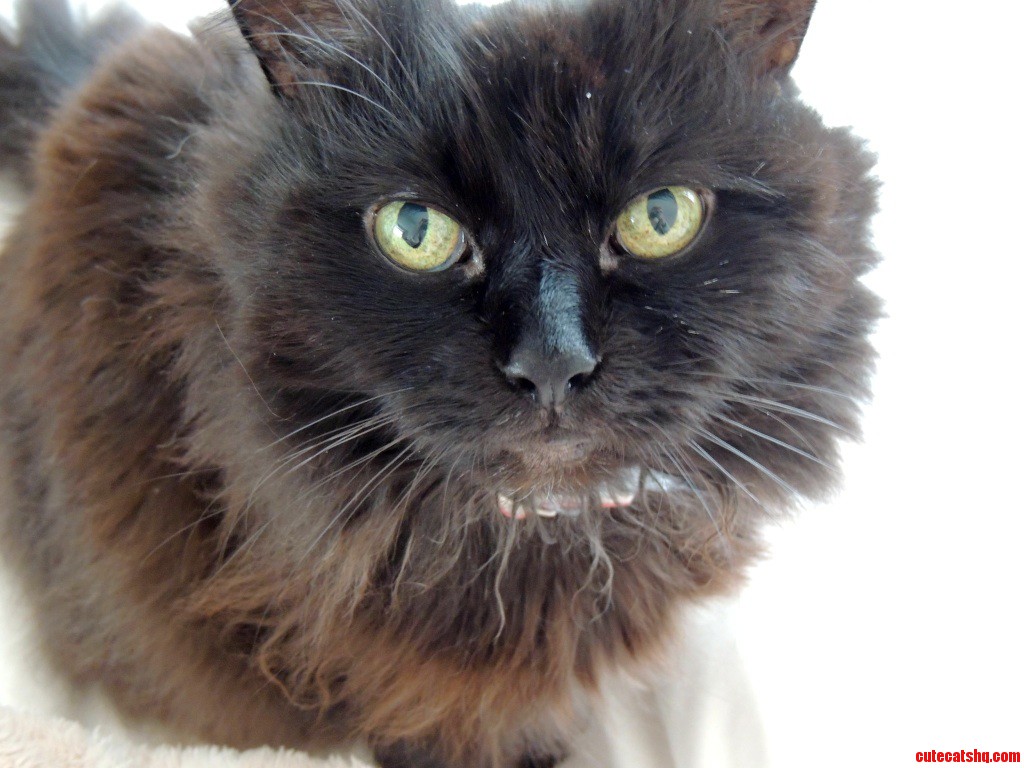 Shes Been with Me for 15 Years. Meet Charlie.