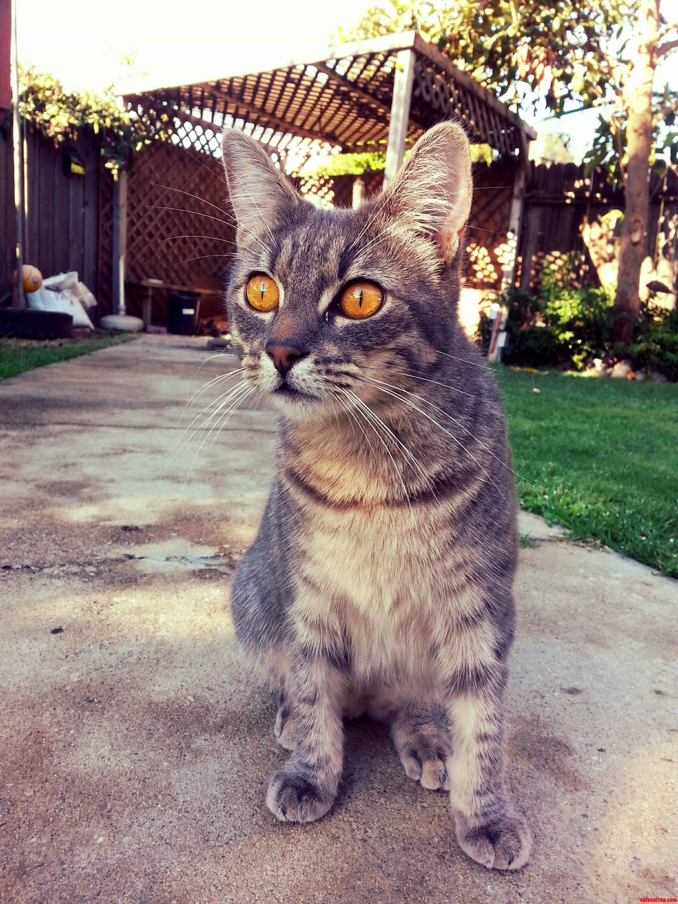 Shes Not the Most Beautiful Cat  but Shes My Best Friend.