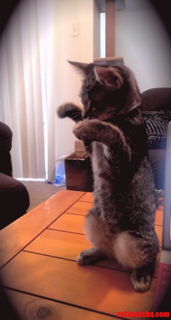 Shes Ready for the Mayweather Fight.