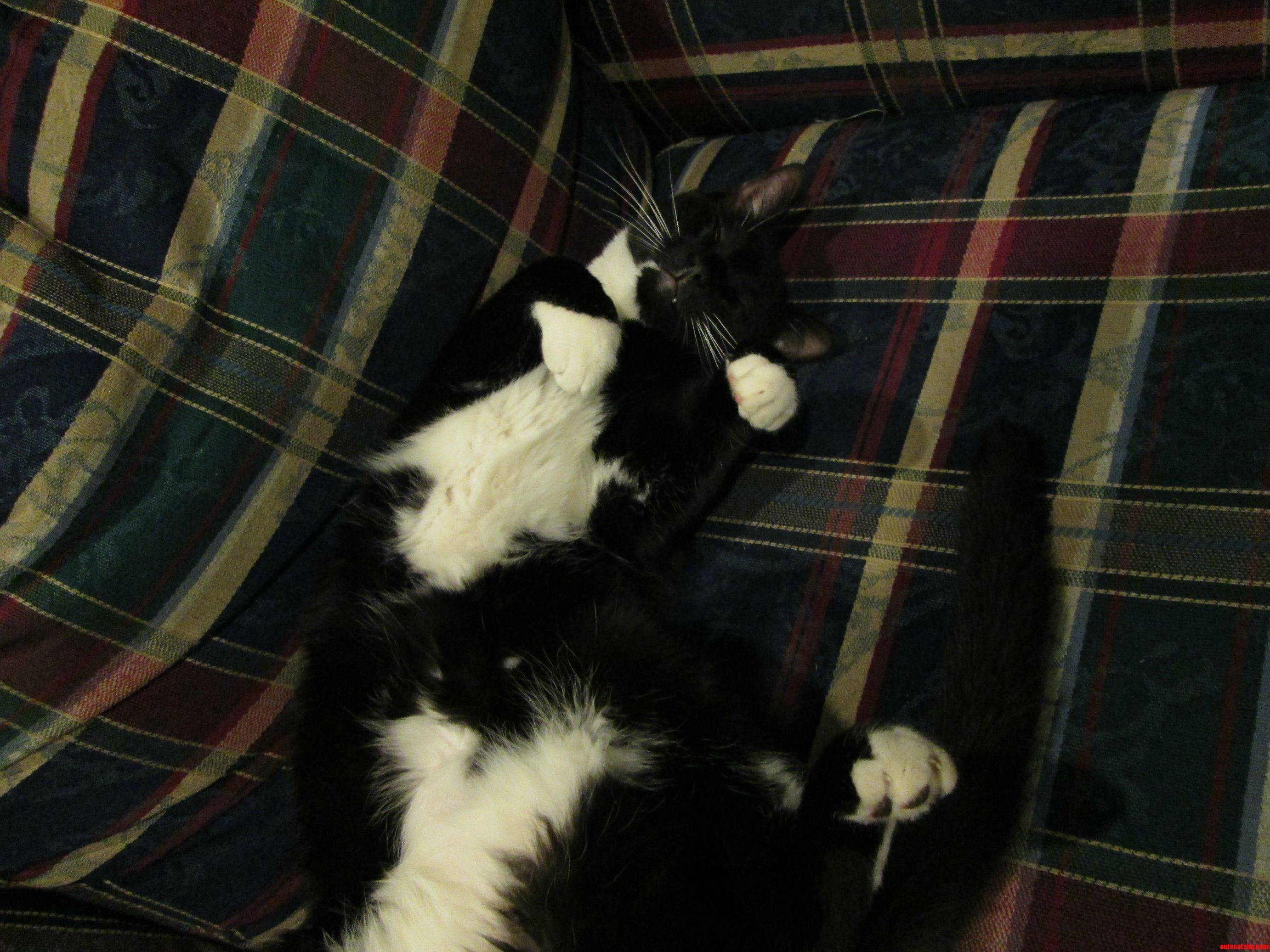 Should Ve Called Her Rorschach...