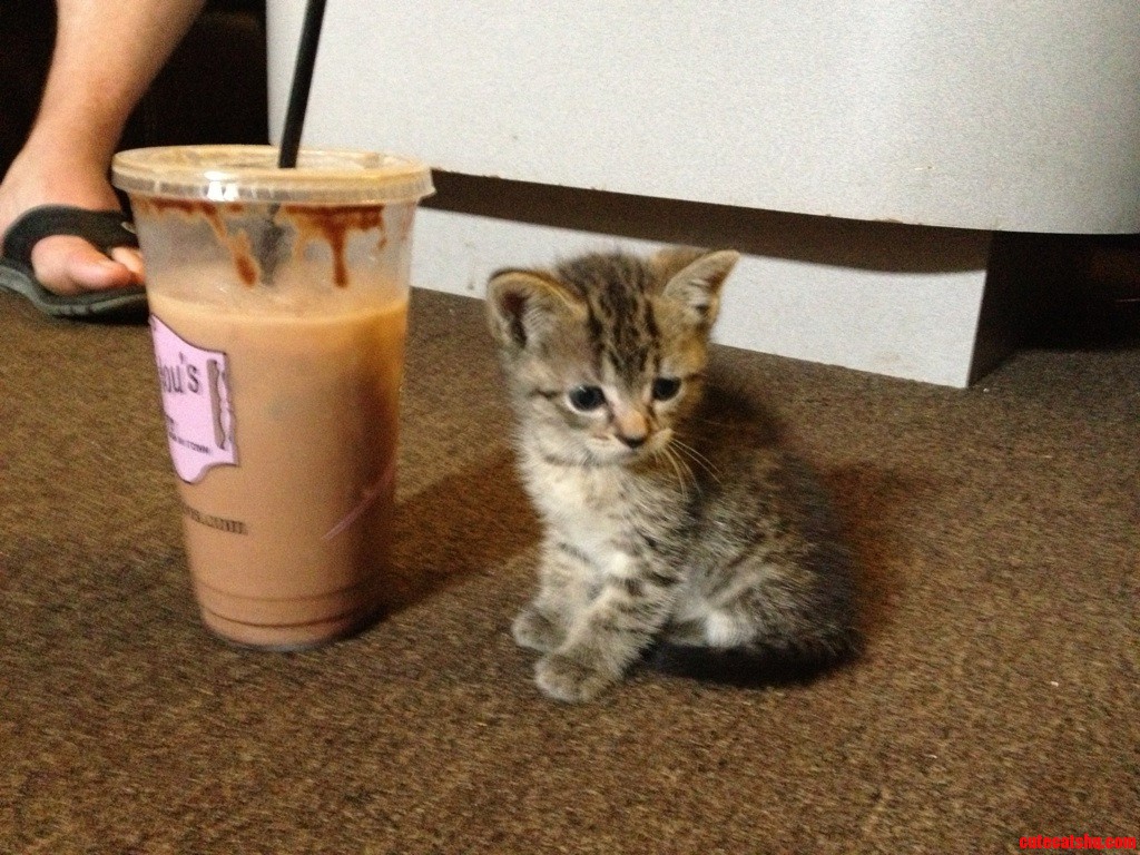 Size Comparison to a Large Coffee