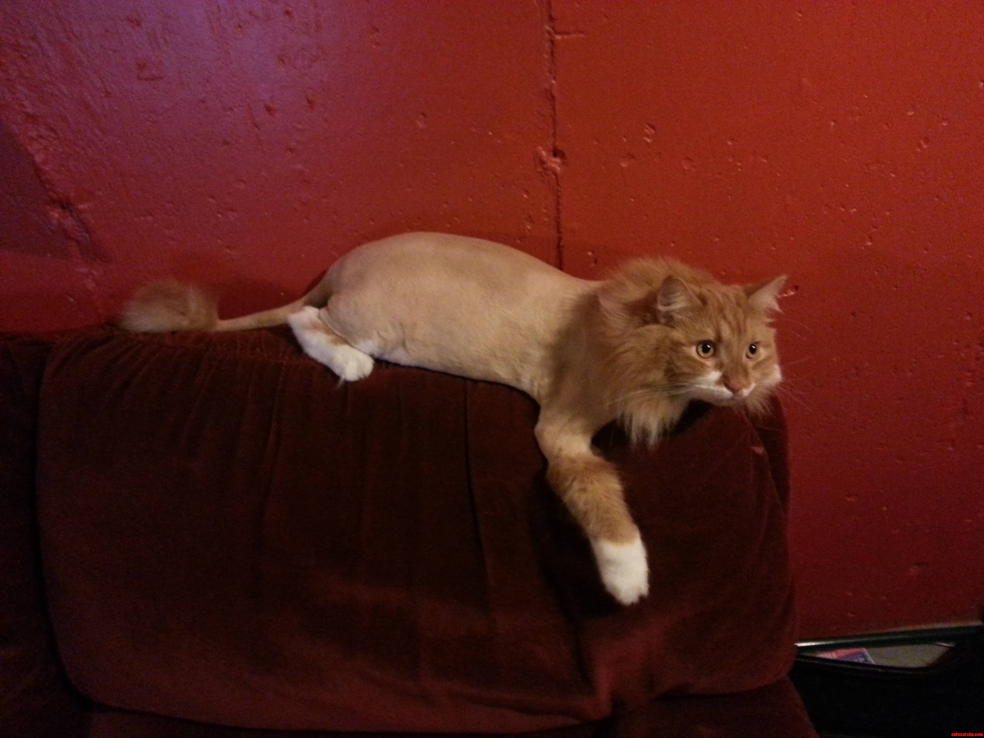 Skwisgaar Posing for Me After His First Lion Cut