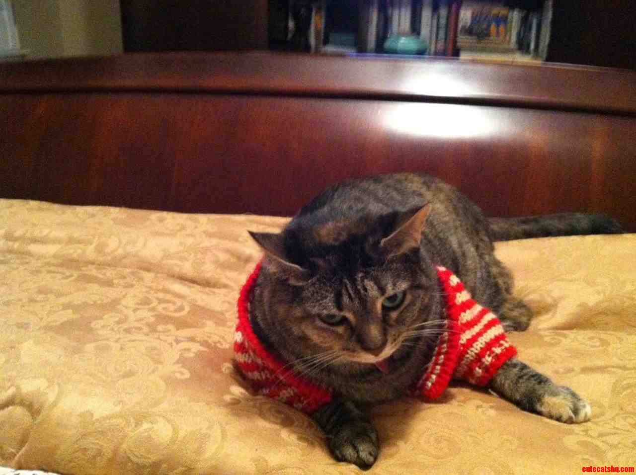 Skye Was Not Very Fond of Her New Sweater.