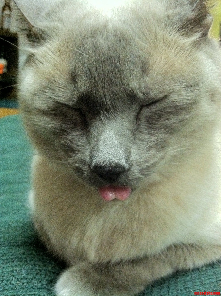 Sleepy Smokey