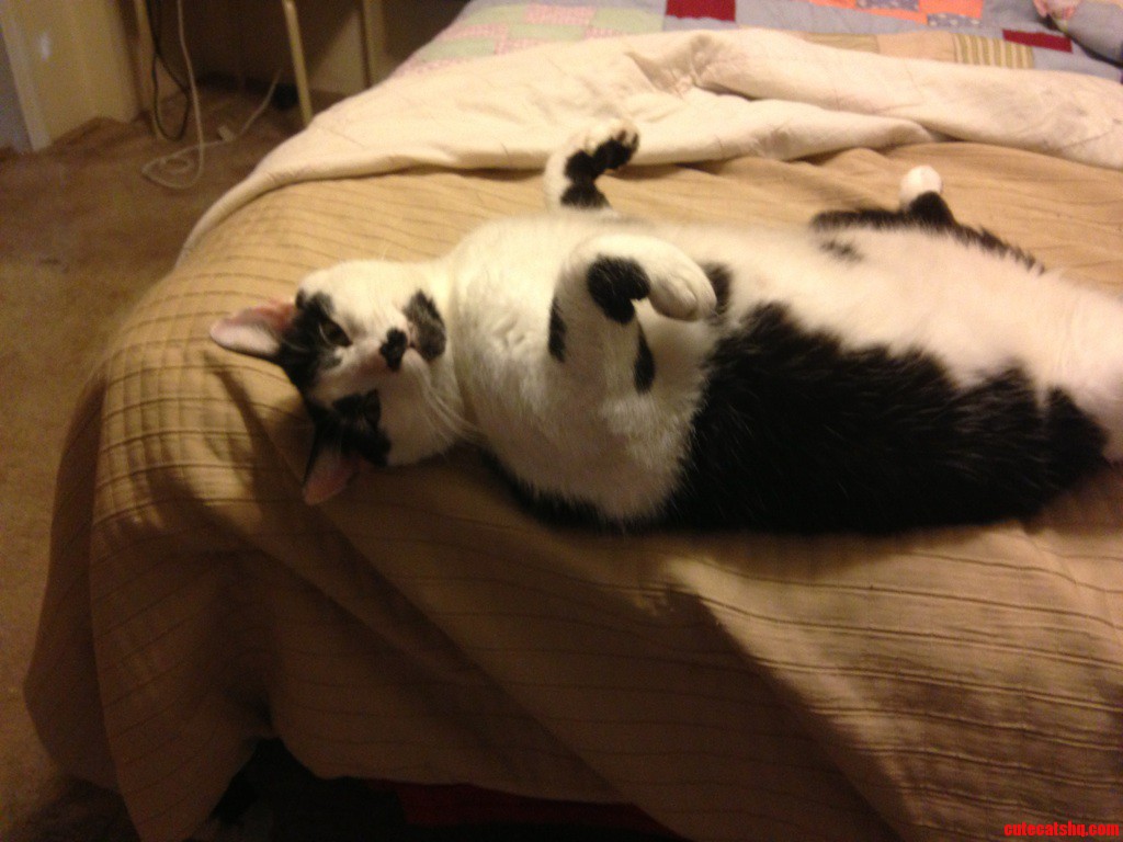 So This Is My Cat...every Morning
