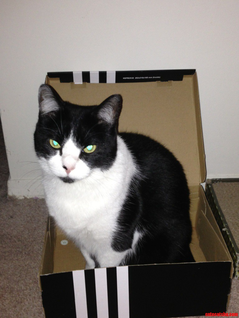 So Thrilled with the New Box.