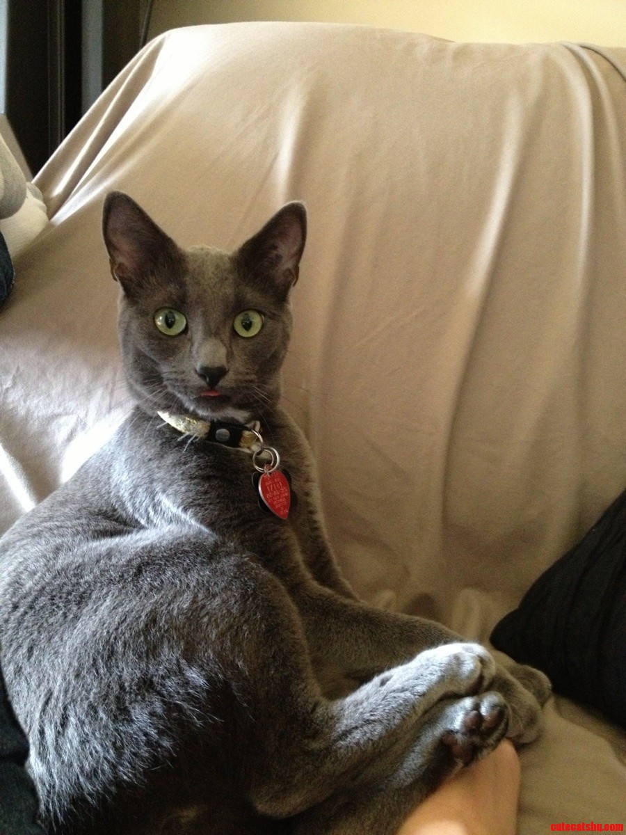Sometimes Gandolf Likes to Let His Inner Goof Out