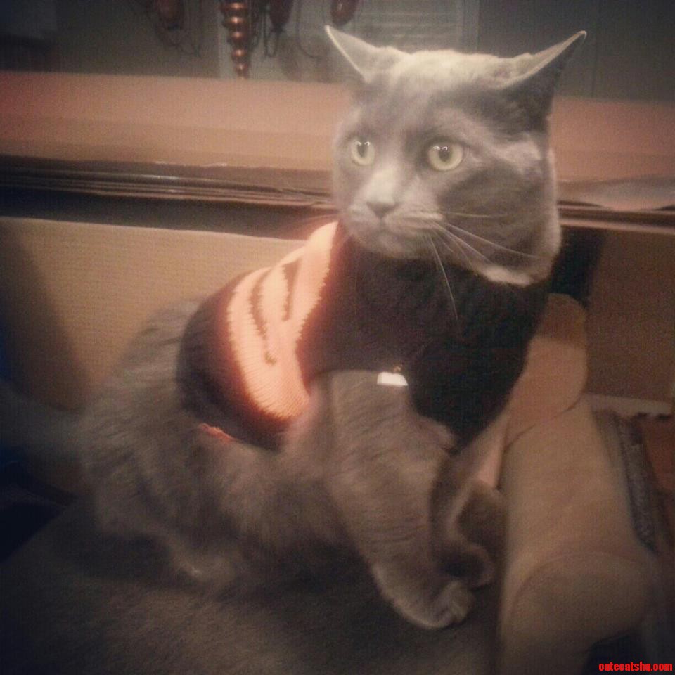 Sophie Is Getting Ready for Halloween