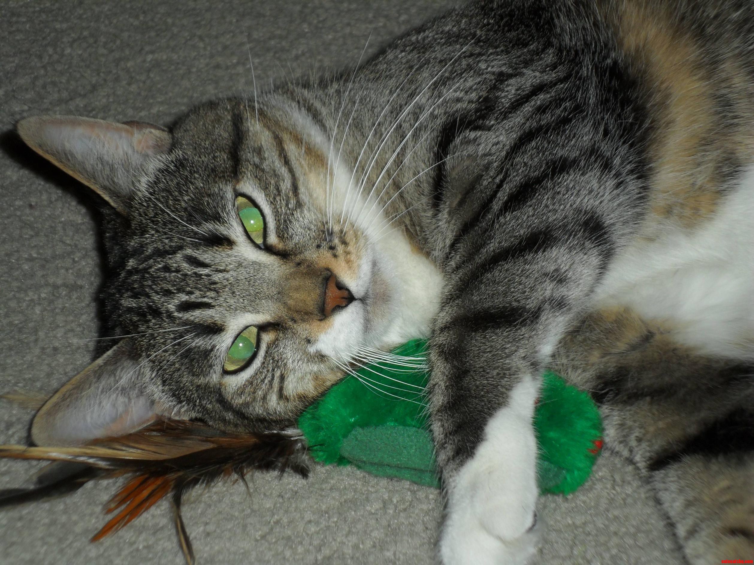 Sox Loves Her Mouse