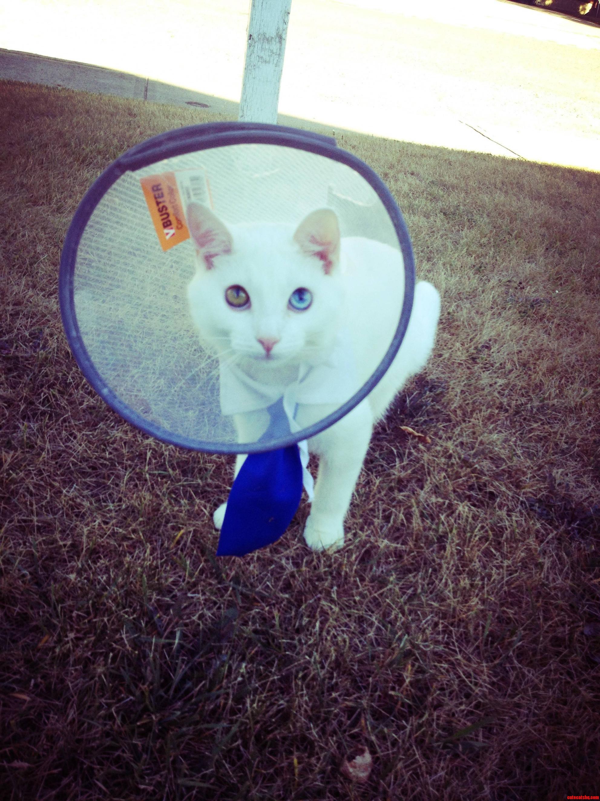 Sparrow Just Got Fixed... He S Not Too Happy About the Cone of Shame