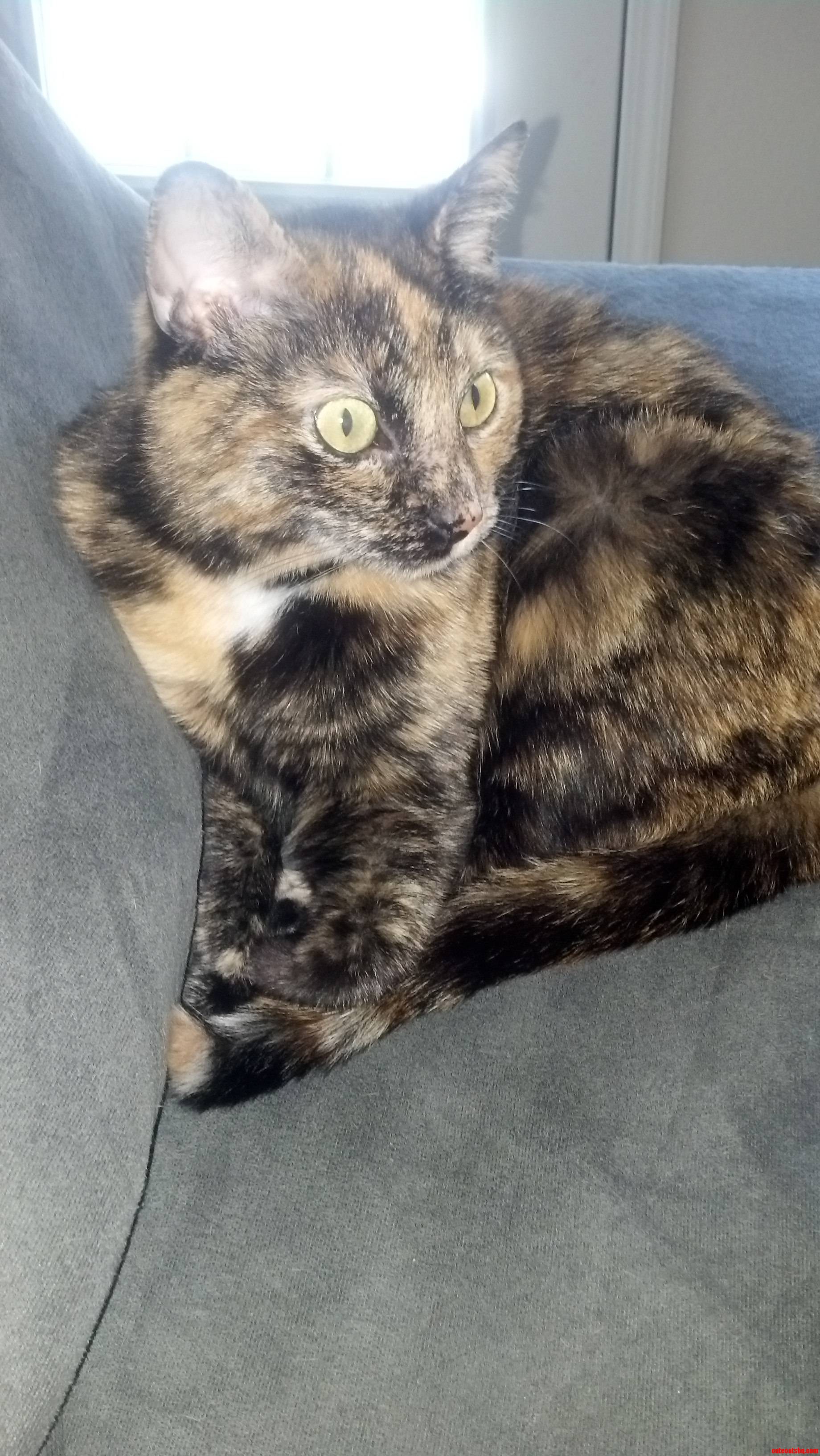 Spaz Cat Is a Spaz.