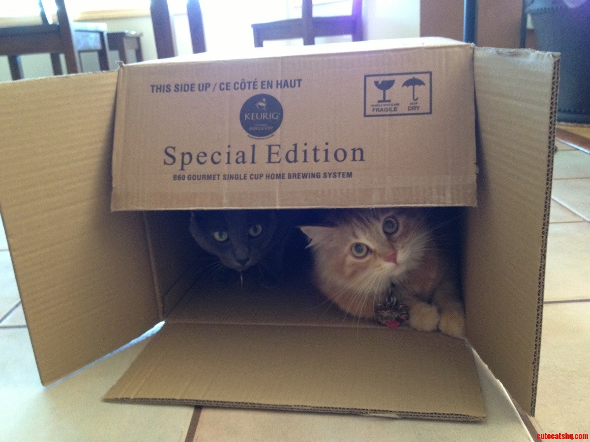 Special Edition Cat