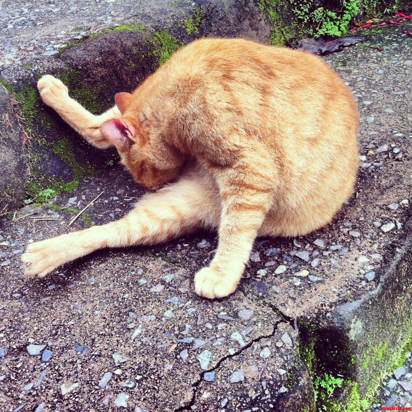 Spent a Month Together While I Was in Brasil  This Is How I Usually Found Him.