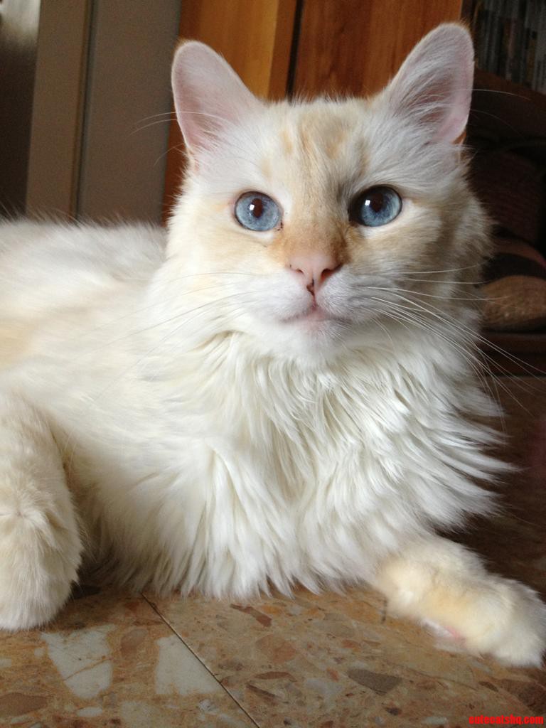 Squitters Is a Handsome Boy.