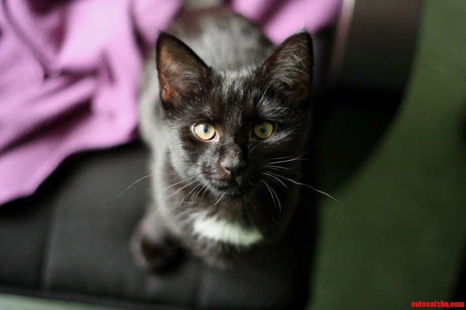 Still Can T Believe I Finally Have My Own Kitty.