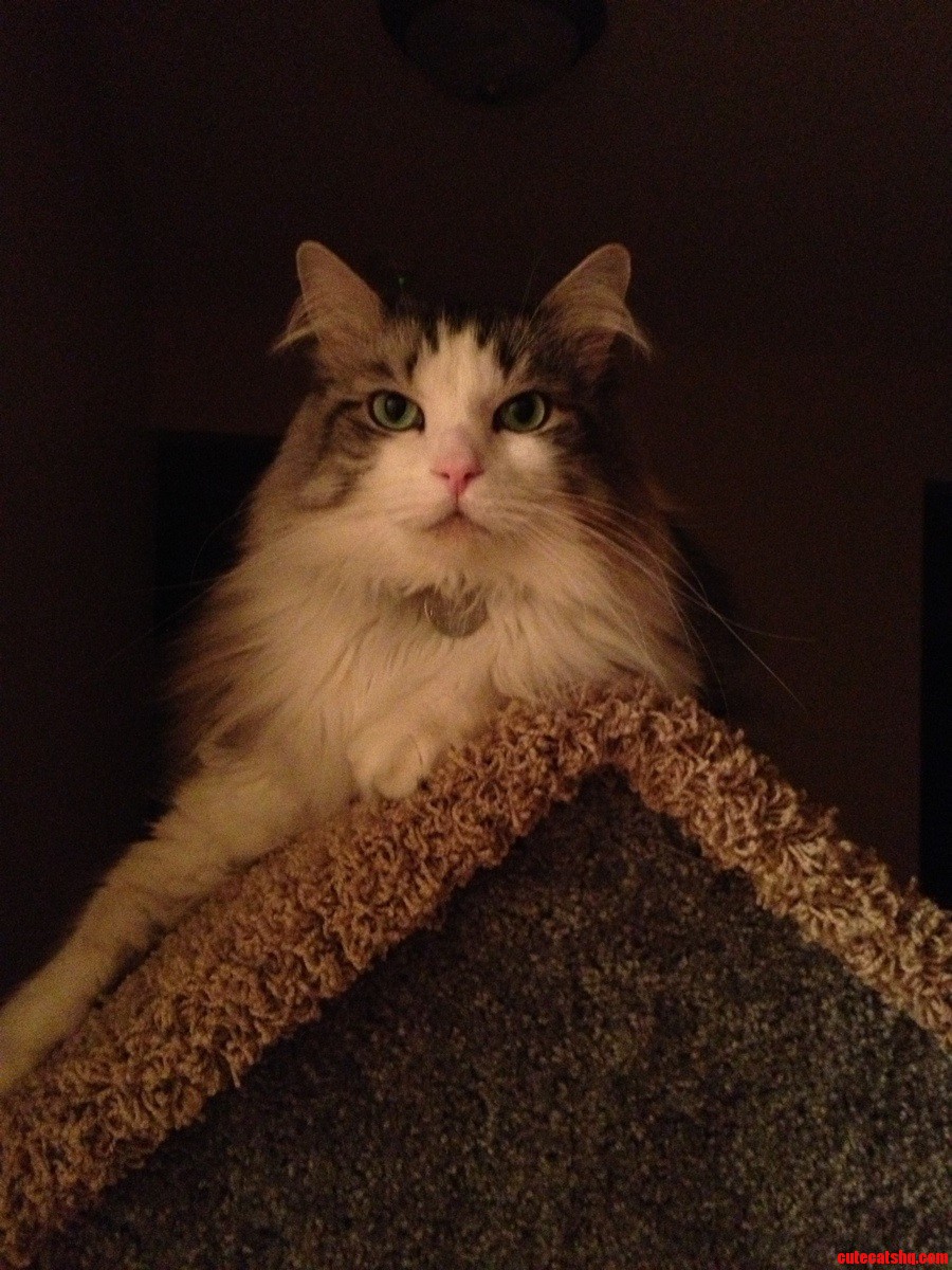 Studly Muffin
