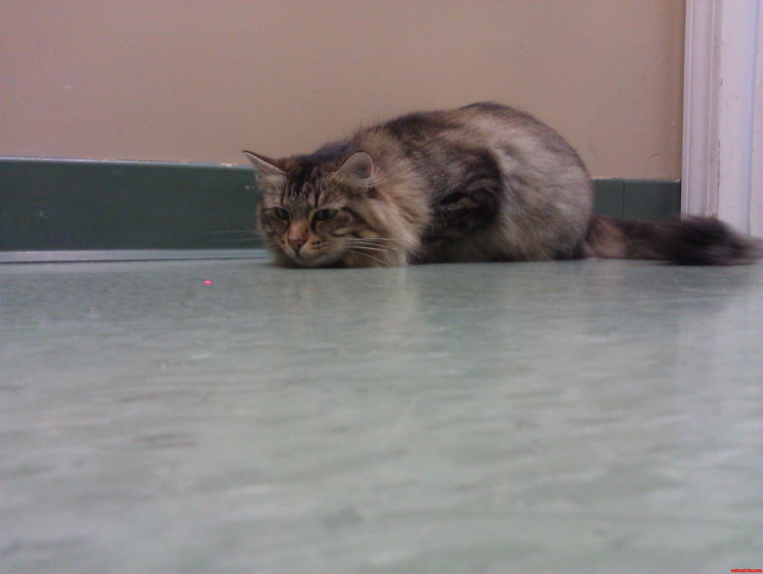 Susie Q  at a Local Cat Shelter.