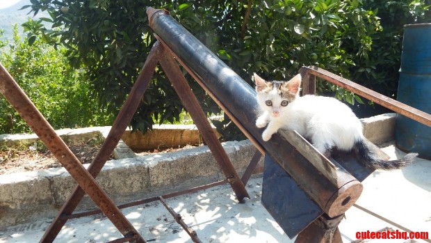 Syrian Cat on Rocket