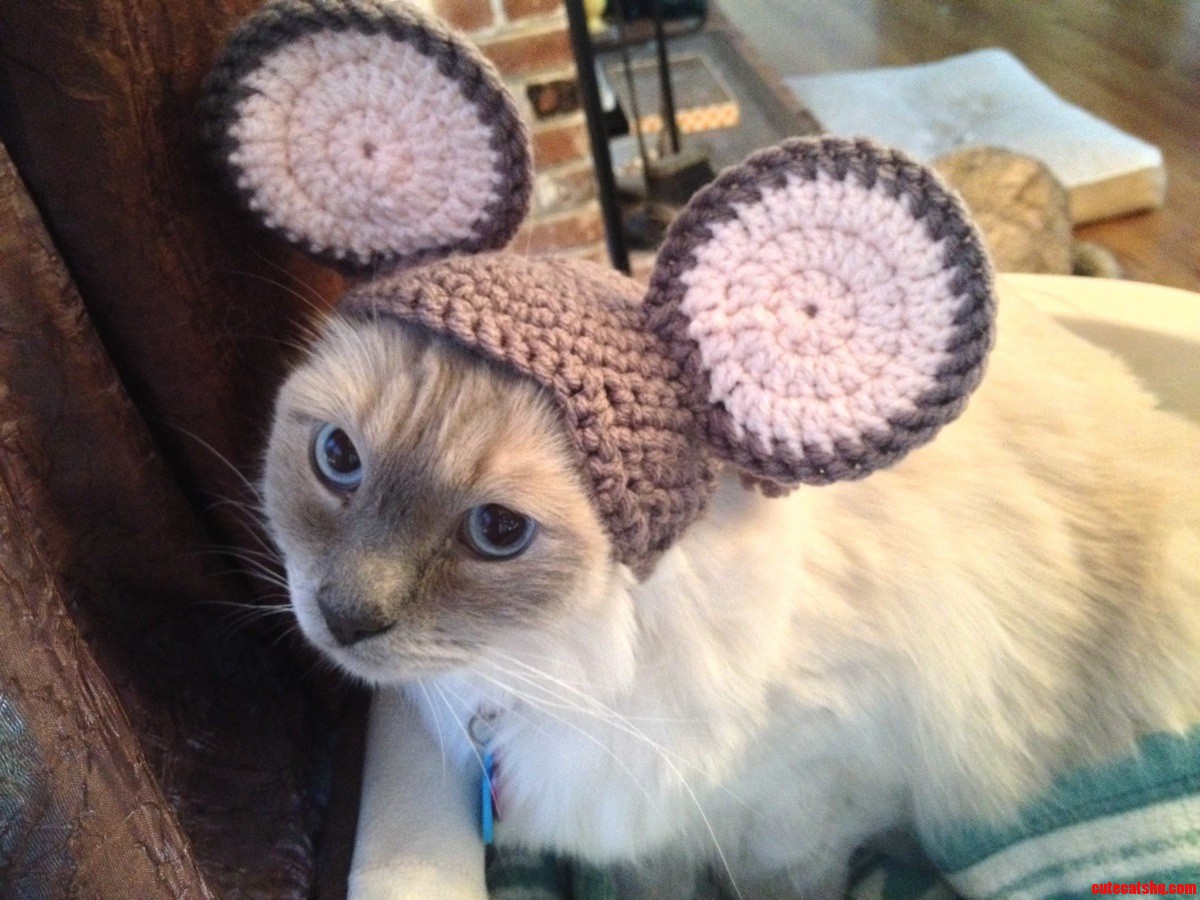 Talented Friend of Mine Made My Fatty Gadgie an Amazing Mouse Hat  .