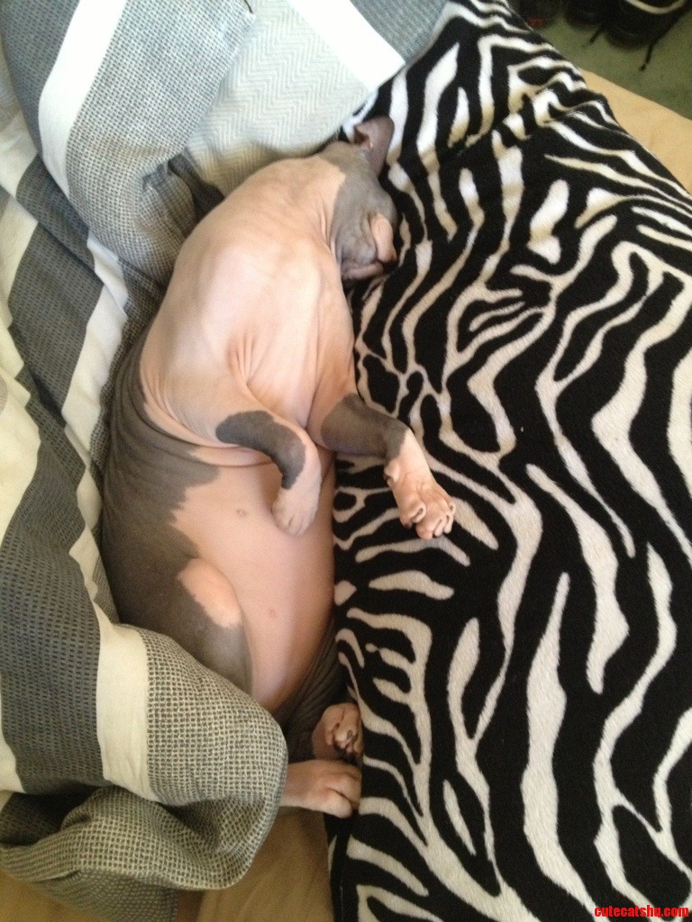 That Looks Comfy.