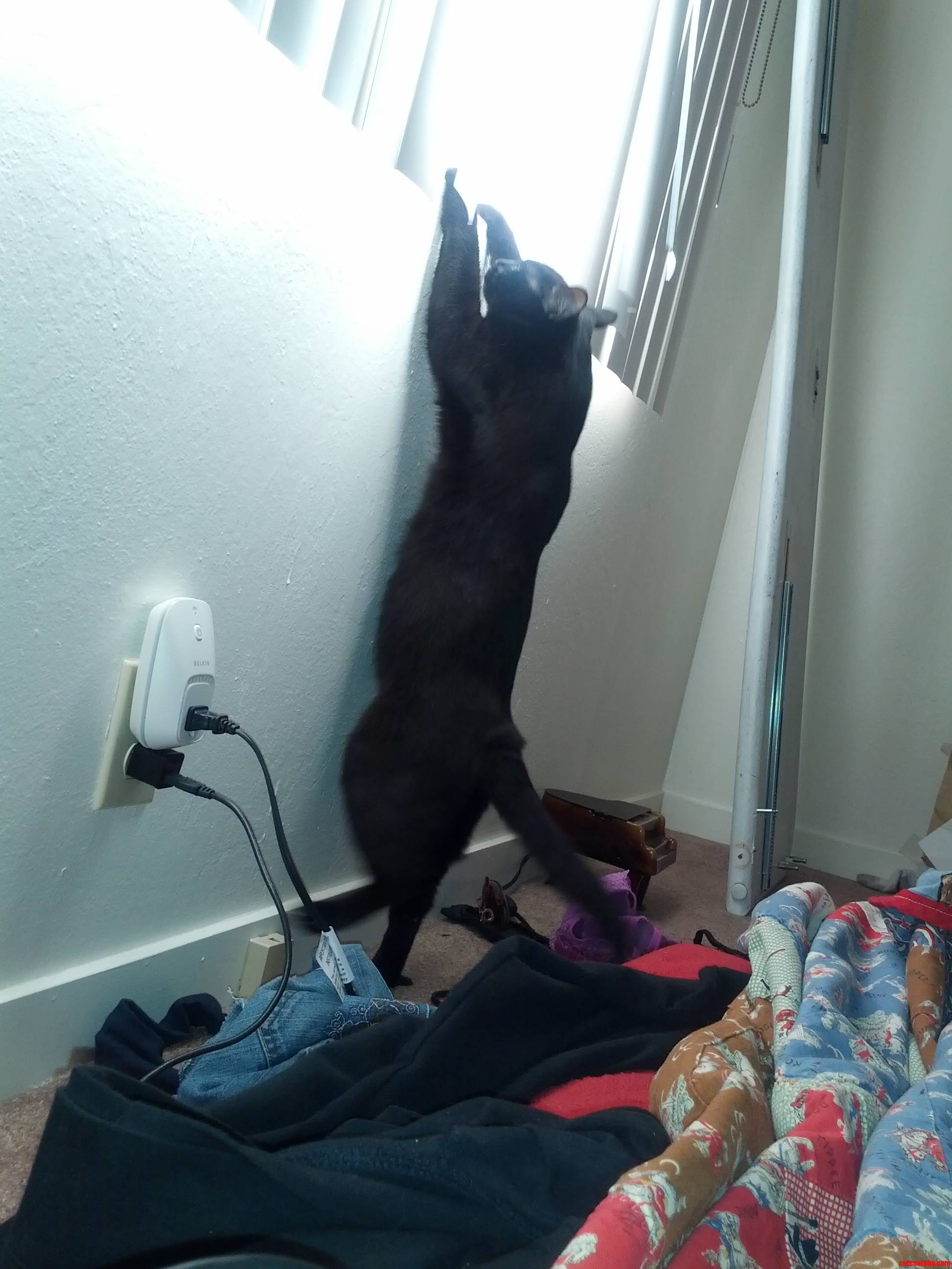 The Blinds Make a Loud Noise When He Tries to Jump Up  So He Wont Do It Unless We Pull Them Aside for Him.