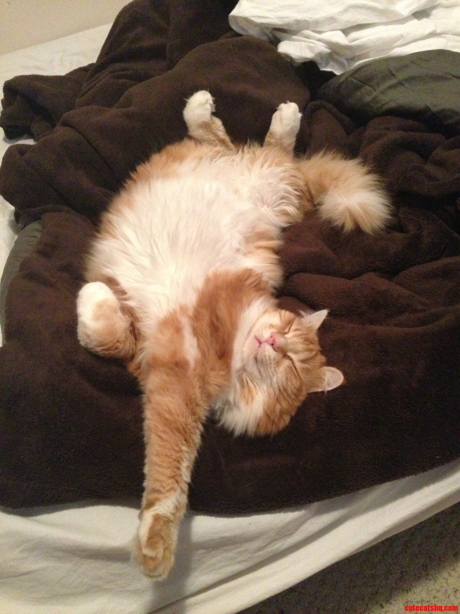 The Cat Life.
