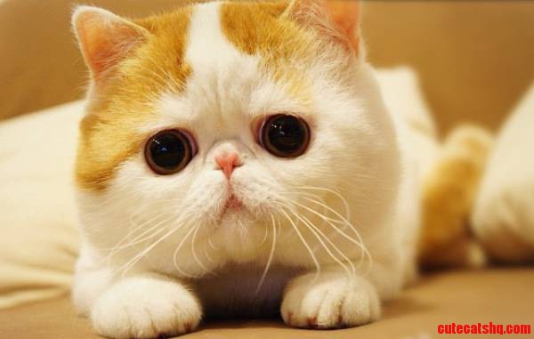 The Cutest Cat I Could Find