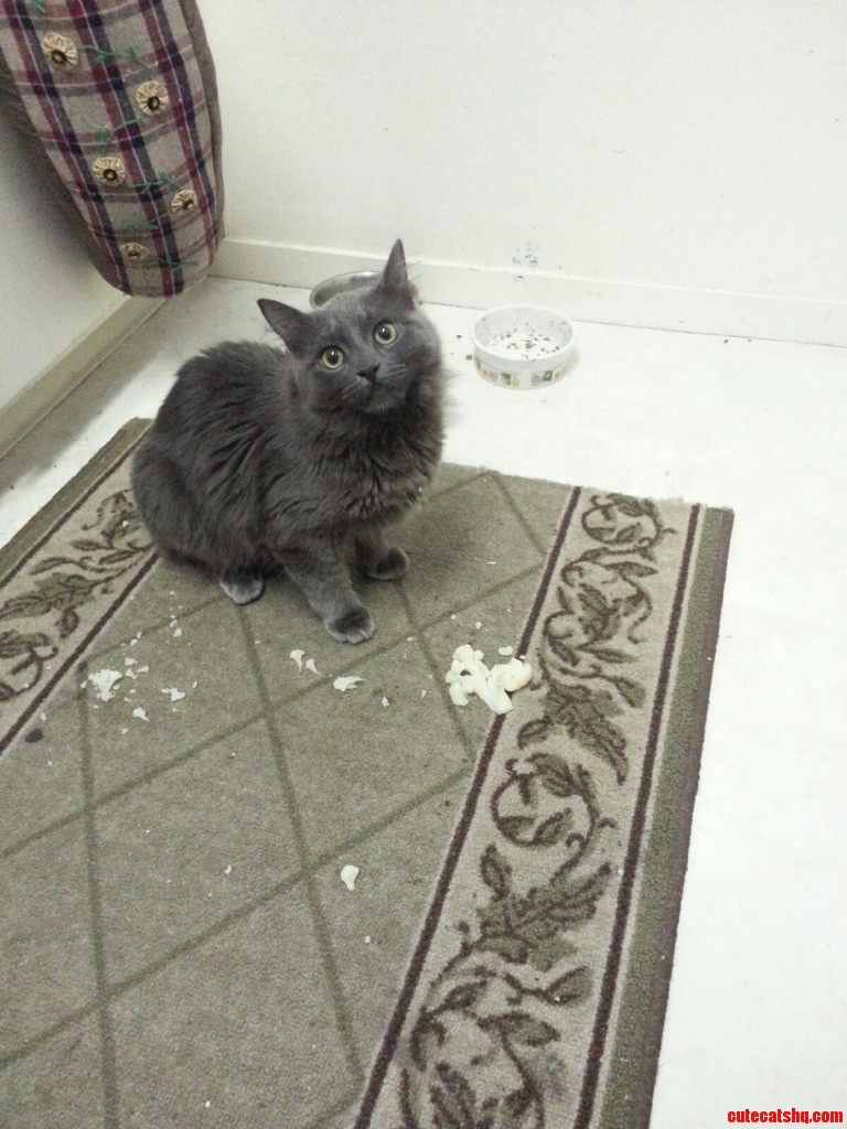 The Face She Gives Me When I Catch Her Eating Cauliflower.