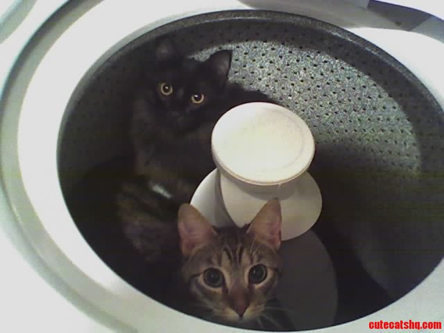 The First Rule of Washing Machine Club Is You Do Not Talk About Washing Machine Club