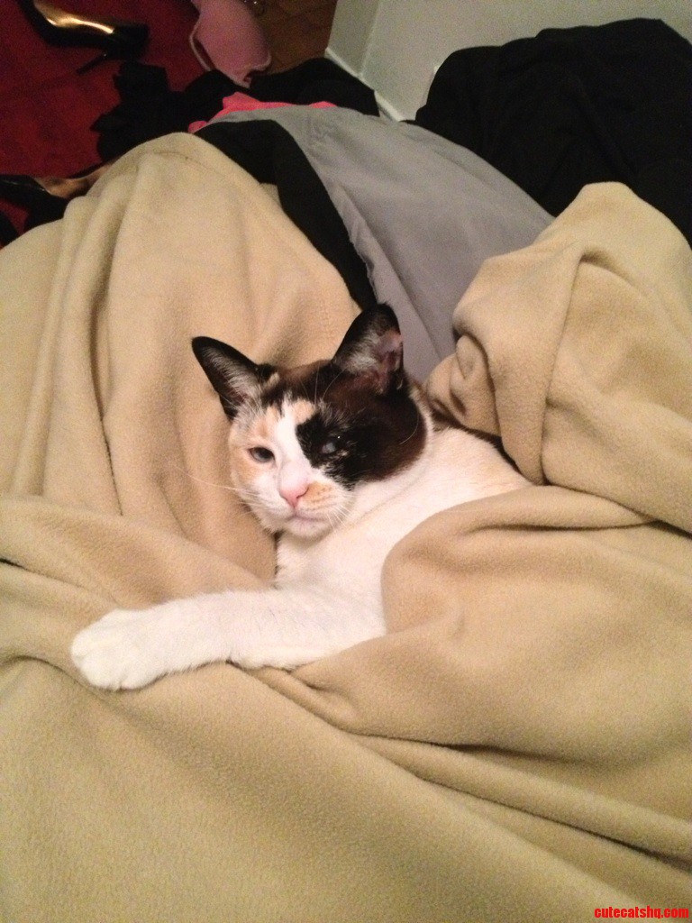 The Look My Cat Gives Me If I Dare Disturb Her Slumber