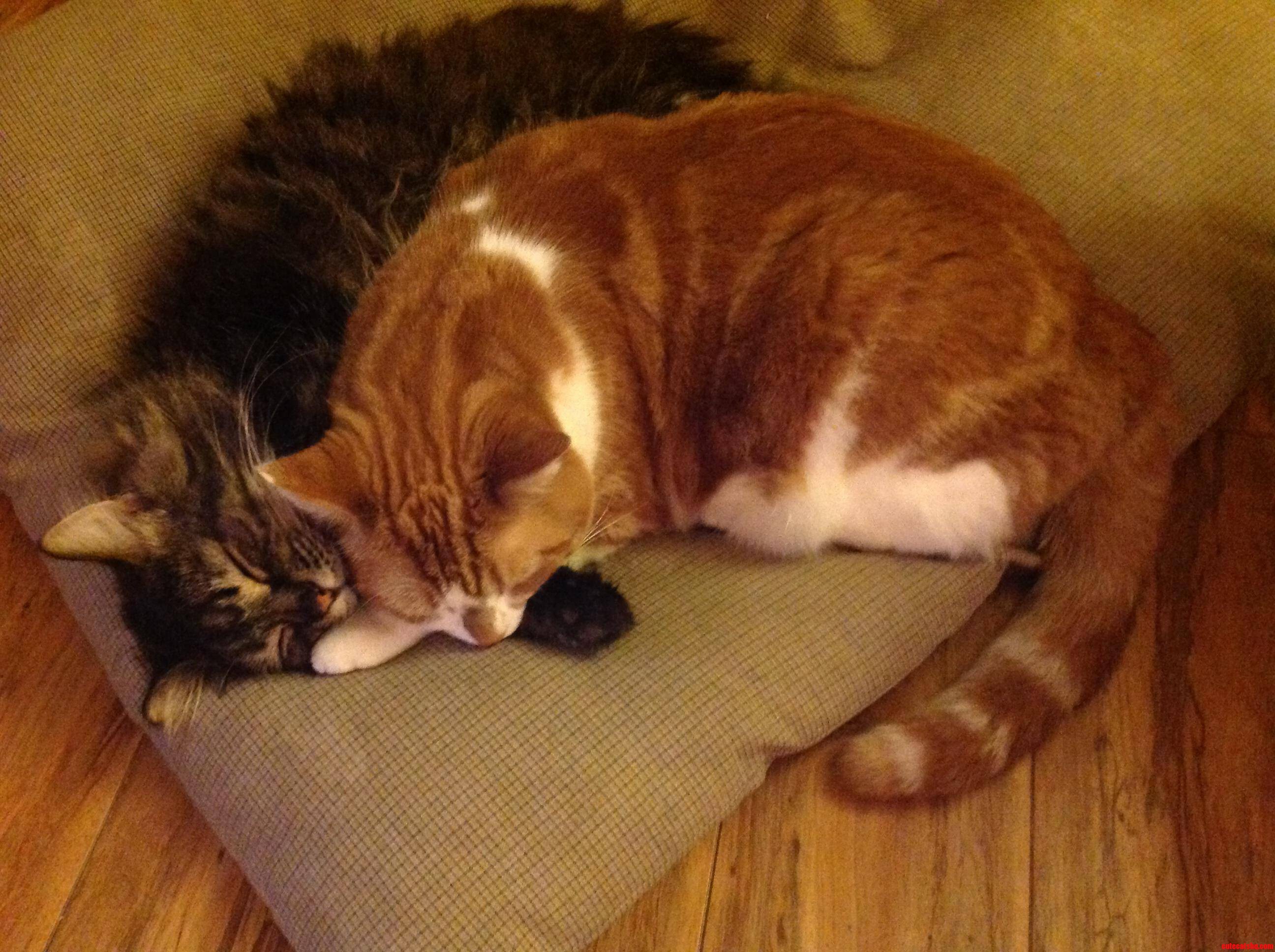 The Maine Coon Cat Adopted the Ginger When She Was Abandoned by Her Own Mom