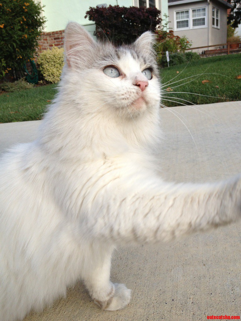 The Neighborhood Cats Are So Cute
