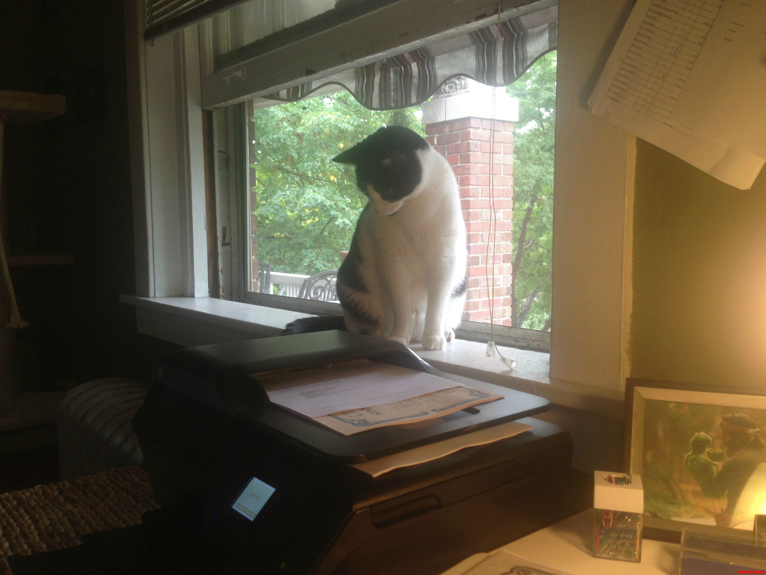 The Office Mascot Doing His Job.