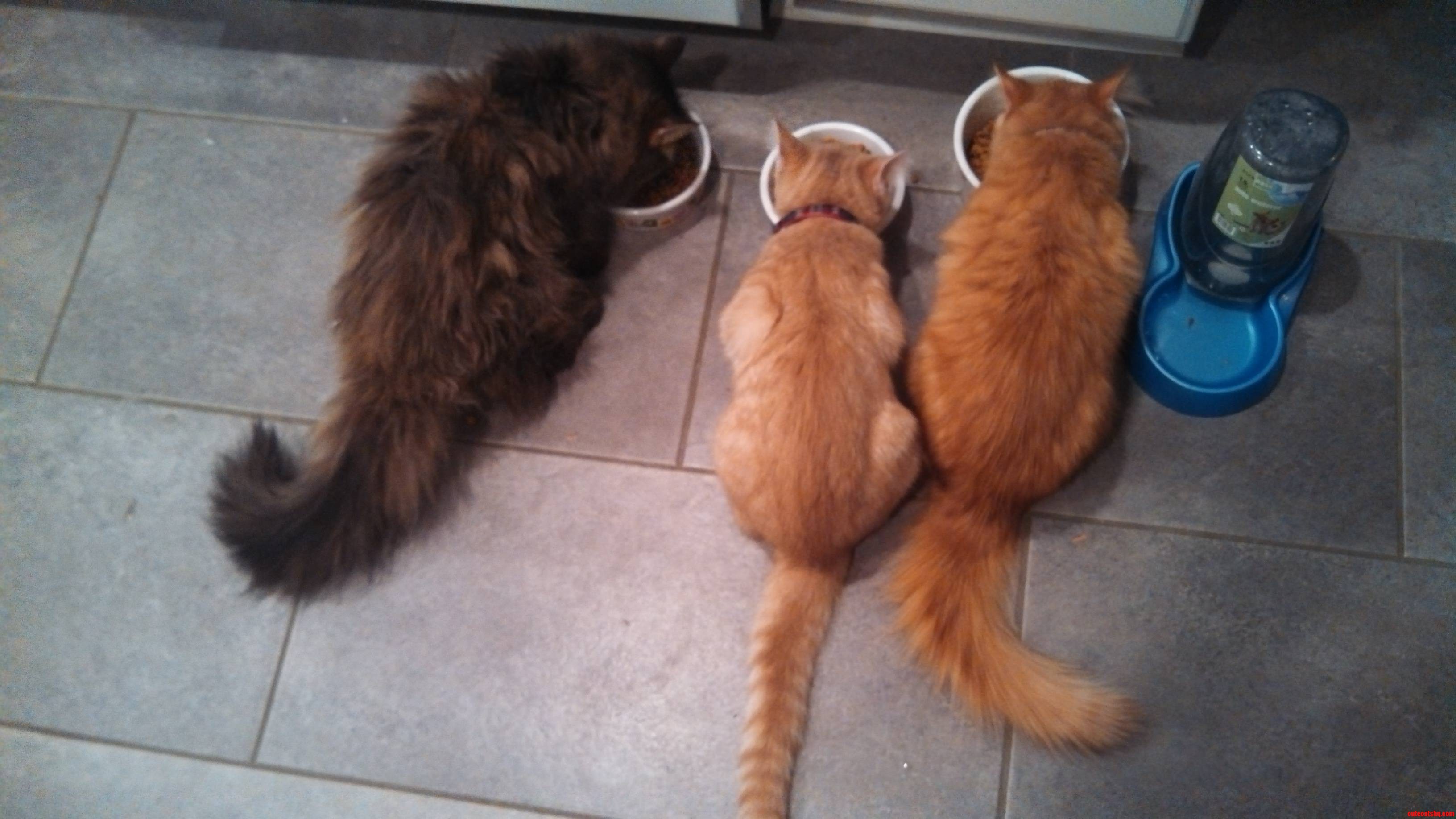 The Only Time There Is Peace and Quiet in the House....