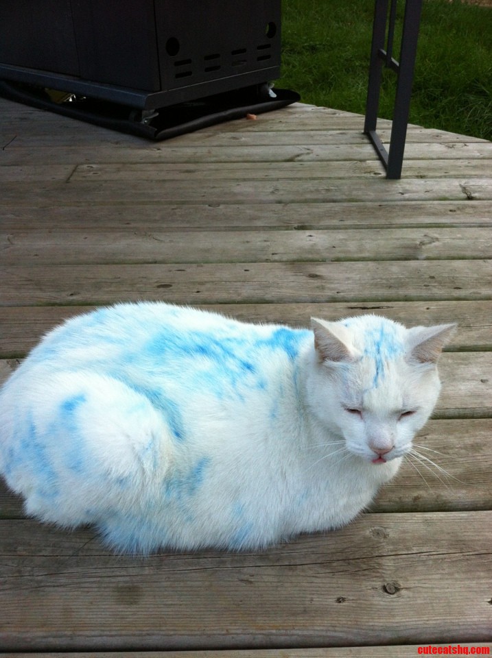 The Rare and Mysterious White and Blue Domestic Short Hair
