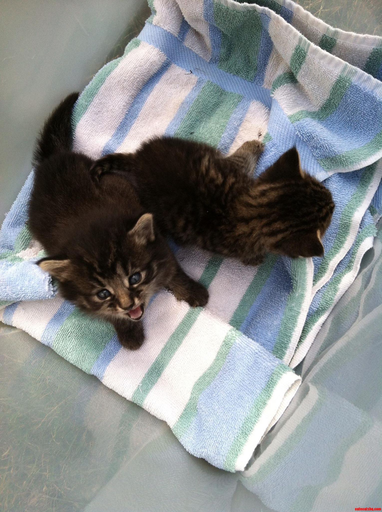 The Shelters Are Full...and Cats Appeared