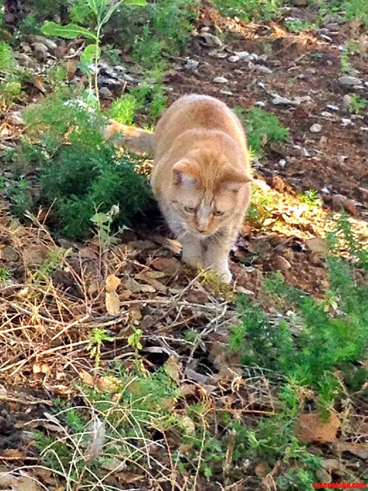 The Wild Kitty Stalks His Prey.